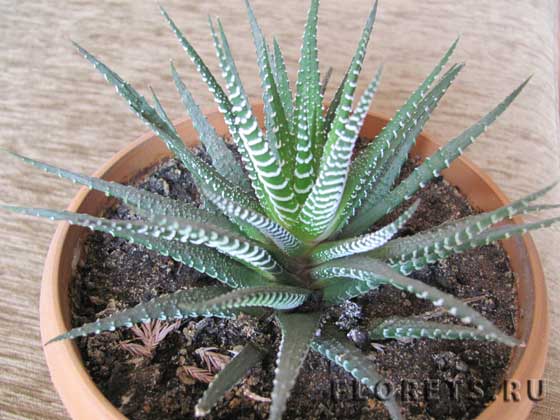 Фото: хавортия