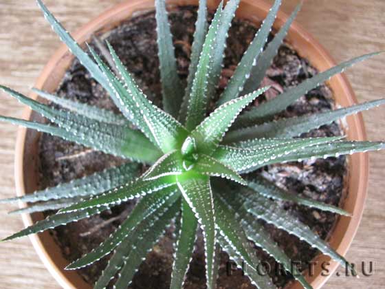 Фотографии хавортии