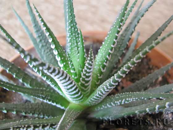 Фото хавортии