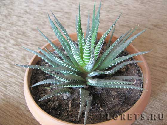 Фото хавортия