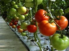 Помидоры, выращенные на гидропонике