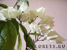 Клеродендрум: уход и выращивание