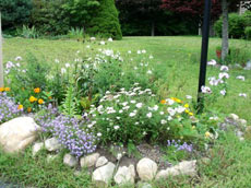 Виды цветников