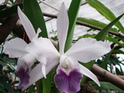 Виды орхидеи: Laelia purpurata