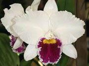 Виды орхидеи: lc Mildred Rives 'Orchidglade'