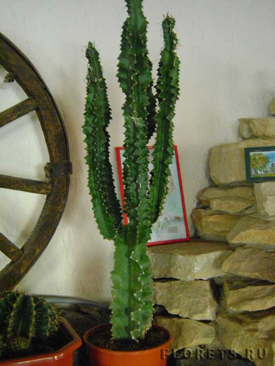 Фото молочая трехгранного