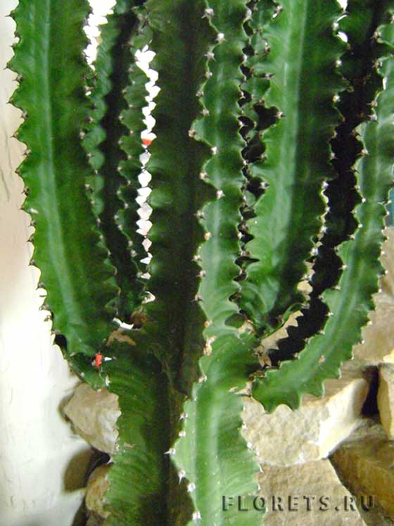 Молочай трехгранный или треугольный