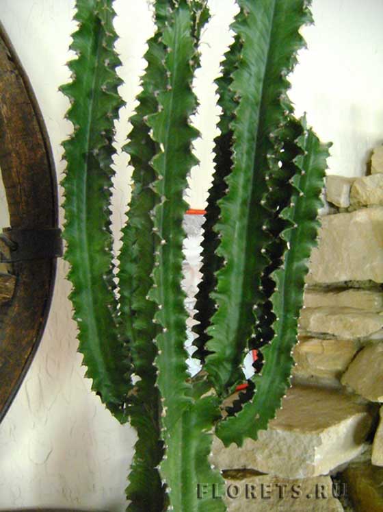 Фото молочаев