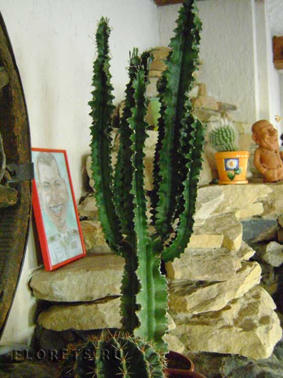 Молочай трехгранный