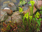 Растения-хищники Растения-хищники