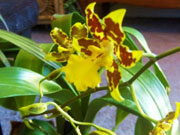 Виды орхидей: онцидиум