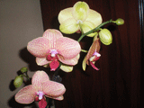 Фото орхидеи Фаленопсис