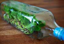 Выращивание сеянцев в бутылке