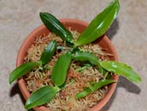 Сеянцы орхидей