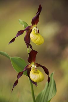 Сохранение редких видов растений (орхидеи)