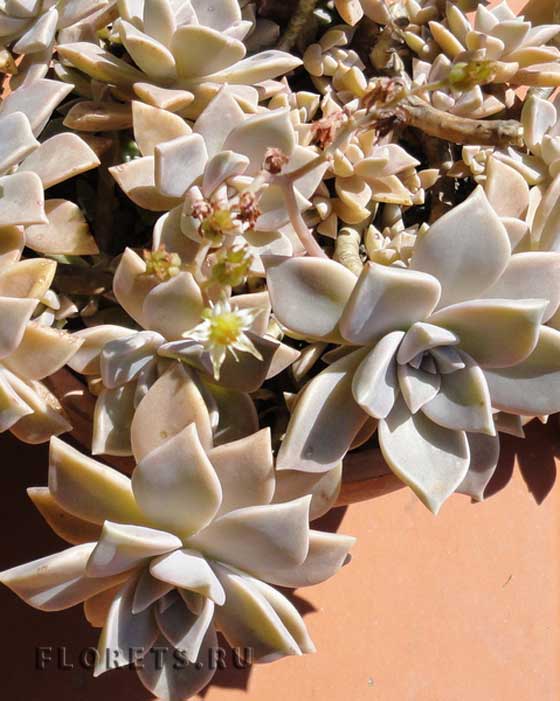 Фотографии пахифитума