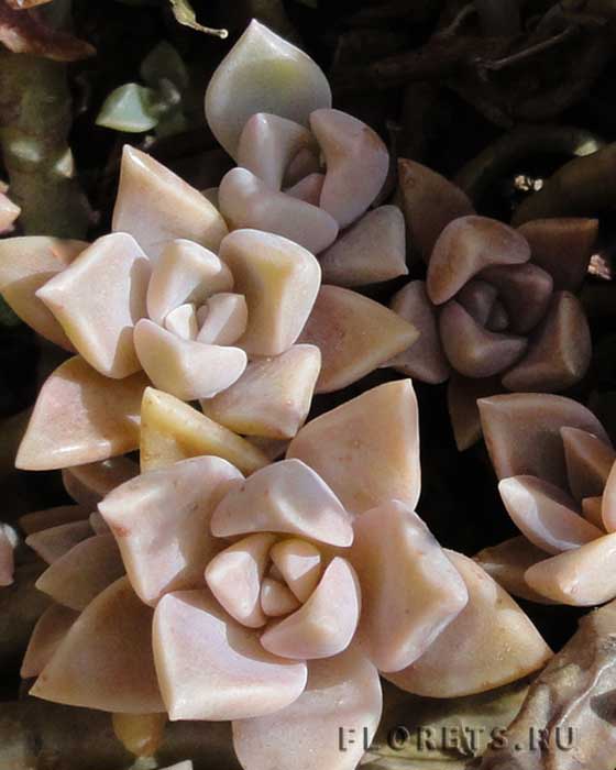 Растение пахифитум