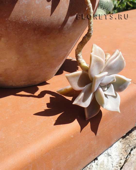 Фото пахифитема