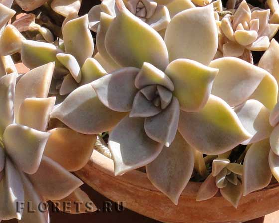 Фото: пахифитум