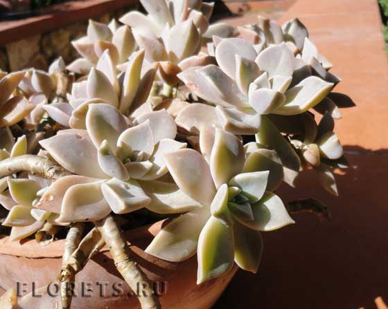 Фото пахифитума