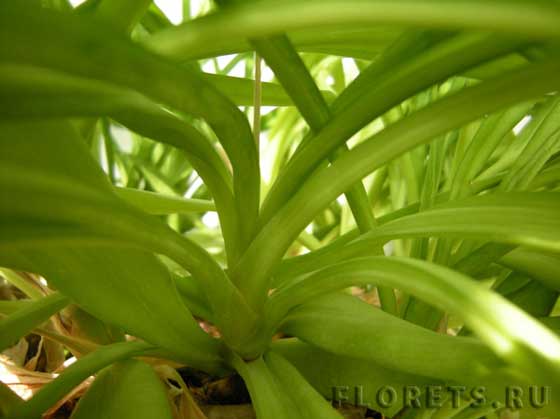 Панданус - винтовая пальма