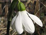 Подснежник, или Галантус
