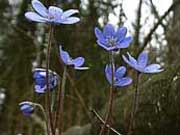 Пролеска - голубой подснежник