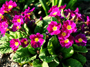 Легенды о примуле