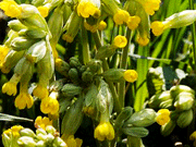 первоцвет весенний