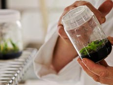 Размножение в лабараторных условиях