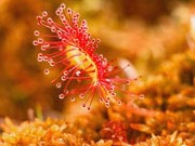 Росянка Росянка