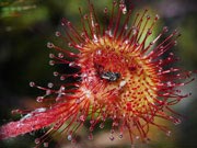 Росянка - хищное растение