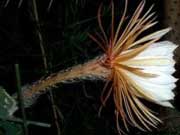 Селеницереус