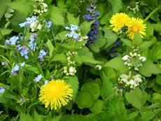 Сорняки-первоцветы