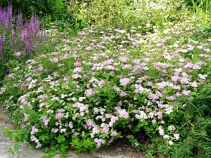 Спирея японская 