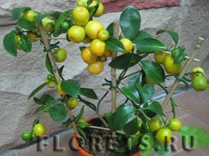 Цитрусовое деревце