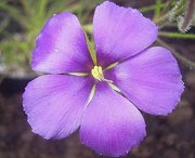 Цвток библиса гигантского