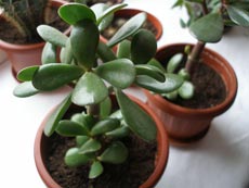 Уход за растениями: свойства почвы