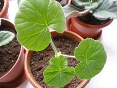 Почвенные смеси при разведении комнатных растений