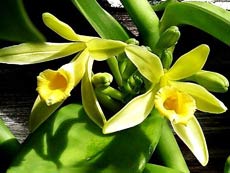Ваниль (Vanilla planifolia) - разновидность душистой орхидеи
