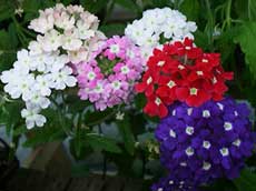 Уход за вербеной