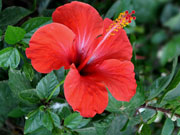 ������ ���������