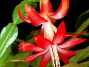 ����������, �� �� ���������