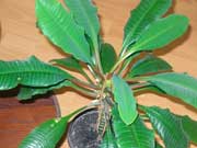 ������� �������������