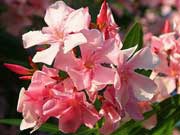 ����� ��������