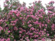 ������� - ��������������� ������������ ���������