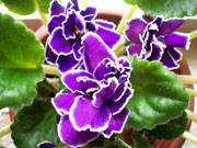 �������� (������ �����������)