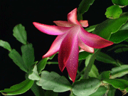 ��������� (����������, �����������) ��������� (����������, �����������)