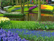� ����� ������ Keukenhof (���������)