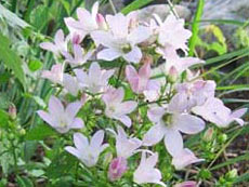 ����������� ����������������